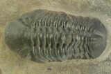 Detailed Reedops Trilobite - Atchana, Morocco #376980-2